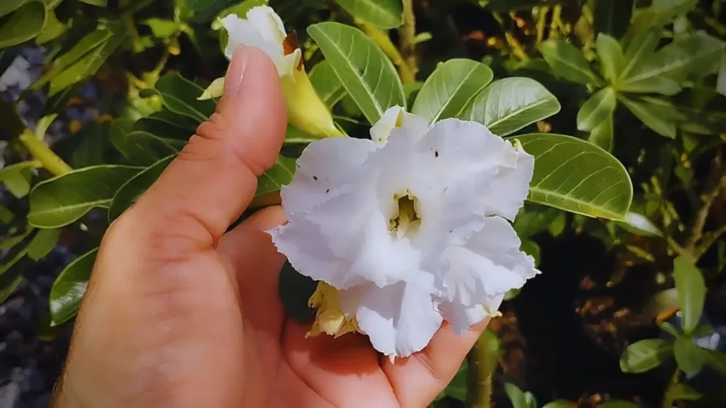 Como Cuidar da Rosa do Deserto Branca e Realçar sua Cor