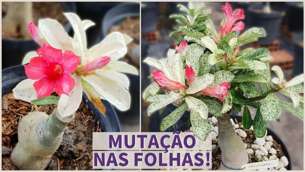 Como Cuidar da Rosa do Deserto Variegata e Manter Suas Cores Vibrantes