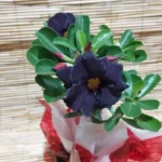 Como Escolher Mudas de Rosa Negra do Deserto Sem Cair em Fraudes