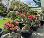 como florescer rosas do deserto