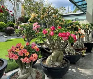 Como Florescer Rosas do Deserto