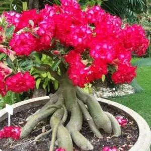 Como vender mudas de Rosas do Deserto no Facebook