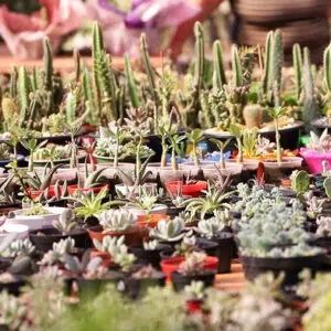 Como Vender Rosas do Deserto no Instagram e Aumentar seu Lucro