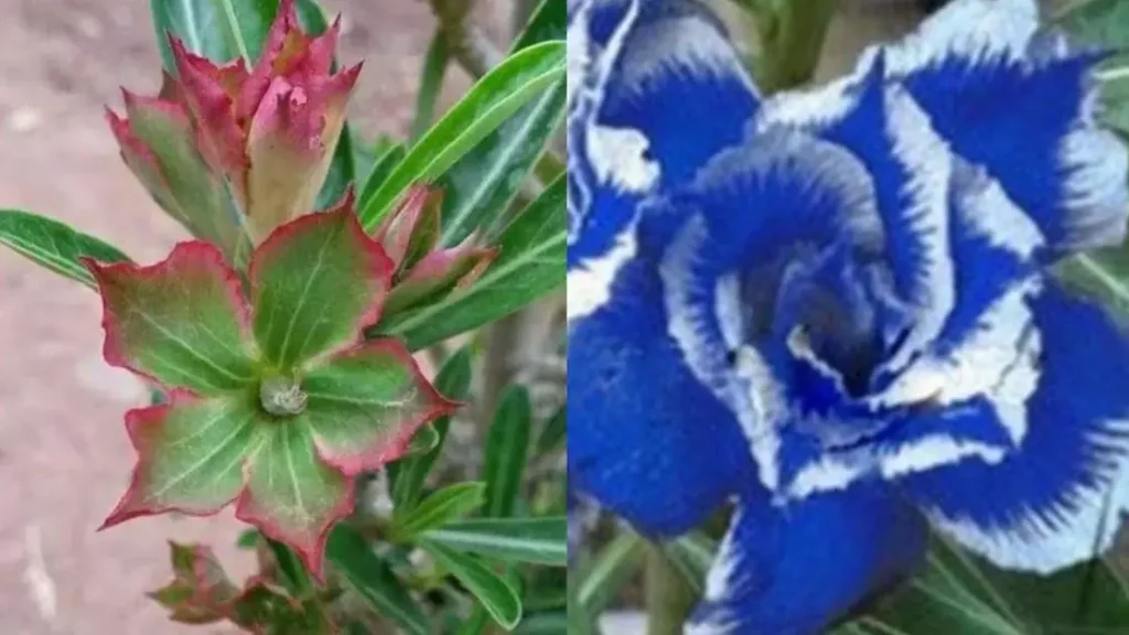Cuidados Com Rosas do Deserto Tingidas: Vale a Pena Comprar?