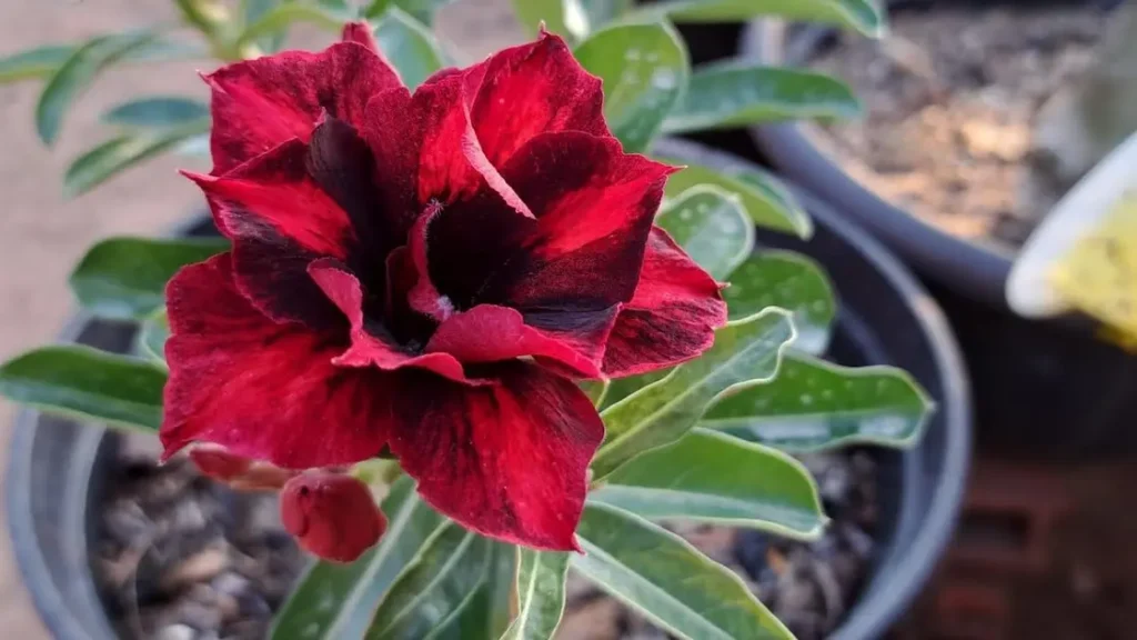 Dicas para Cultivar a Rosa do Deserto Coca-Cola e Intensificar sua Cor