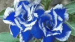 Flores Azuis em Rosas do Deserto: É Possível Obter Essa Cor?