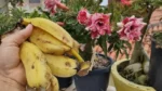 Passo a Passo: Como Fazer Adubo de Banana para Rosas do Deserto Florescerem Mais
