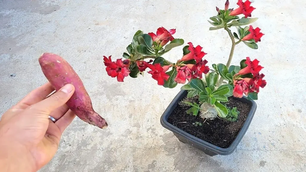 Passo a Passo: Como Fazer Chá de Batata para Nutrir Suas Rosas do Deserto