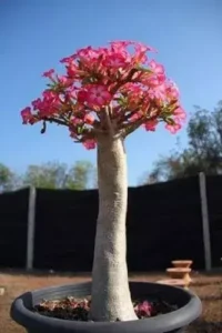 Rosa do Deserto Anaconda: Uma das Variedades Mais Exóticas do Mundo