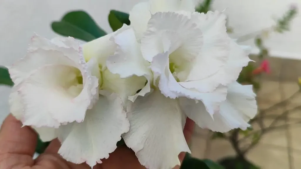 Rosa do Deserto Branca: Variedades e Significados