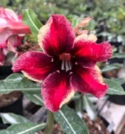 Rosa do Deserto Capixaba: Como Fazer a Floração Durar Mais Tempo