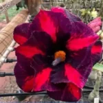 Rosa do Deserto Coca-Cola: O Que Torna Essa Variedade Tão Especial?