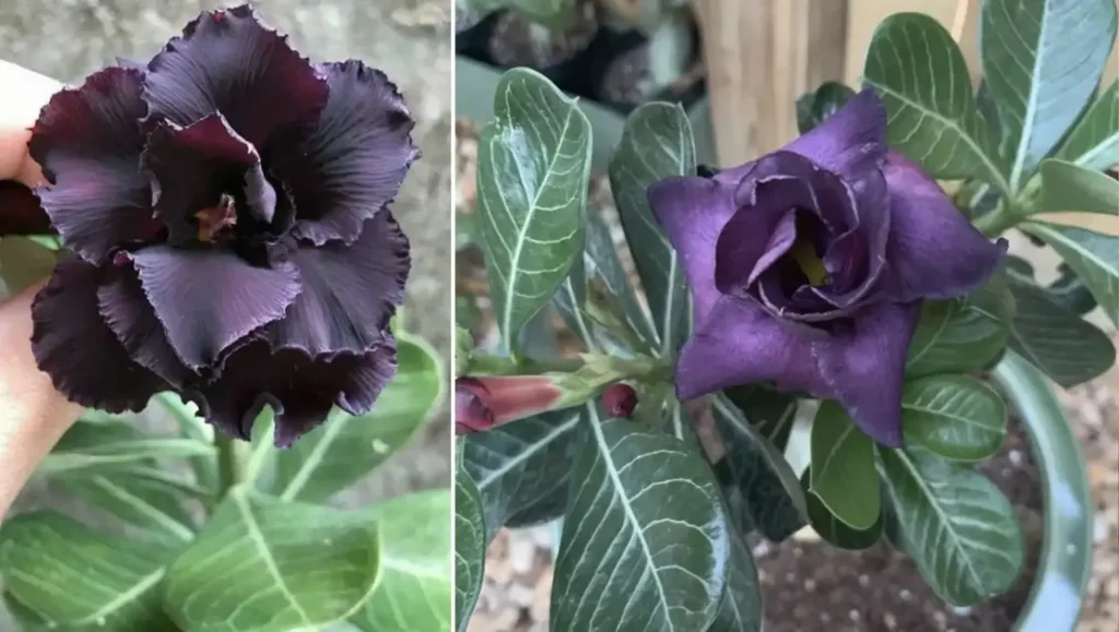 Rosa do Deserto Negra: O Que Diferencia Essa Variedade?
