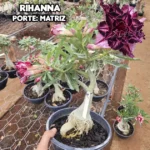 Rosa do Deserto Rihanna: Por Que Ela É Tão Procurada?