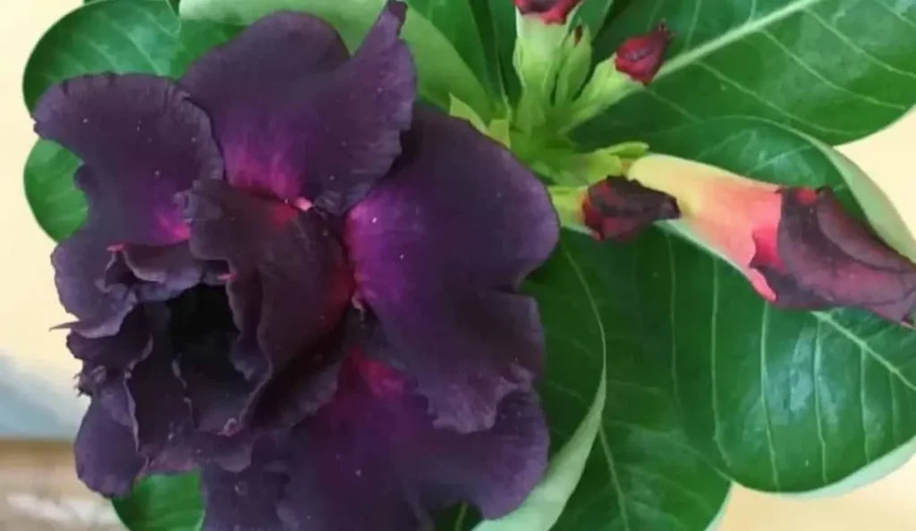Top 5 Variedades de Rosas do Deserto com Flores Escuras