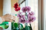 5 Dicas Infalíveis Para Cuidar de Orquídeas Dentro de Casa