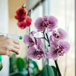 5 Dicas Infalíveis Para Cuidar de Orquídeas Dentro de Casa