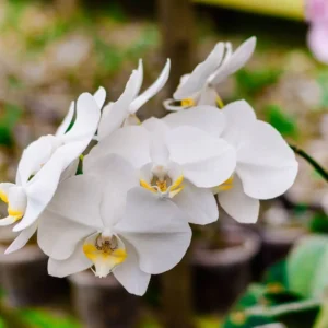 6 Sinais de Que Sua Orquídea Está Pedindo Socorro