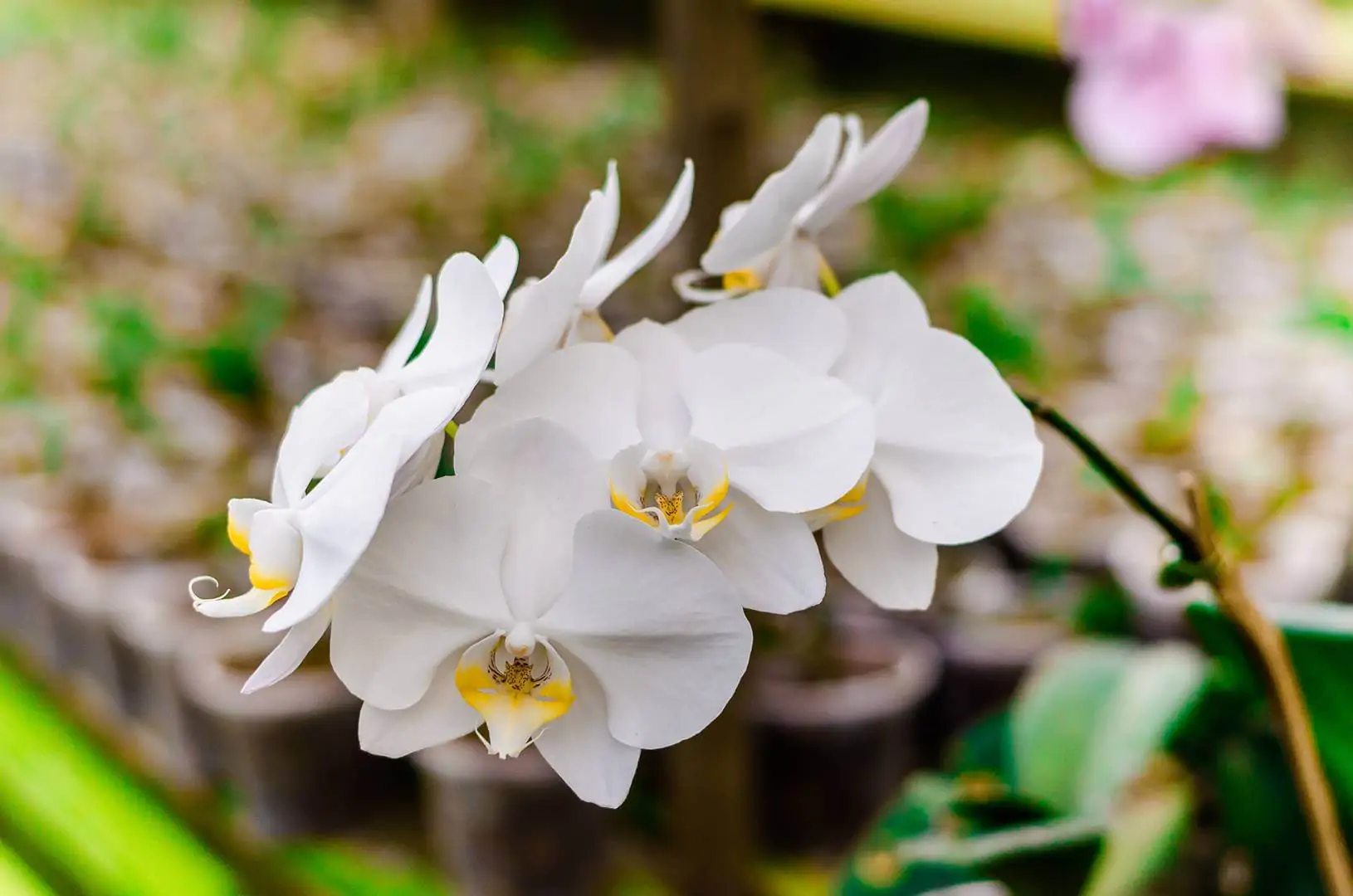 6 Sinais de Que Sua Orquídea Está Pedindo Socorro