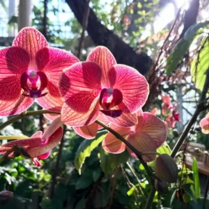 7 Dicas Essenciais Para Fazer Sua Orquídea Florescer Rápido”