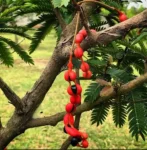 Árvore Brinco de Índio