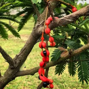 Árvore Brinco de Índio: Como Cultivar e Manter Essa Beleza Exótica