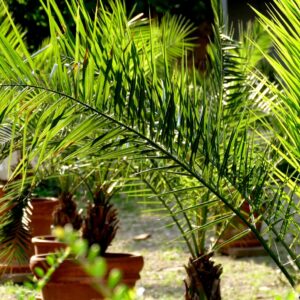 As Melhores Palmeiras Para Vaso: Guia de Cultivo e Cuidados