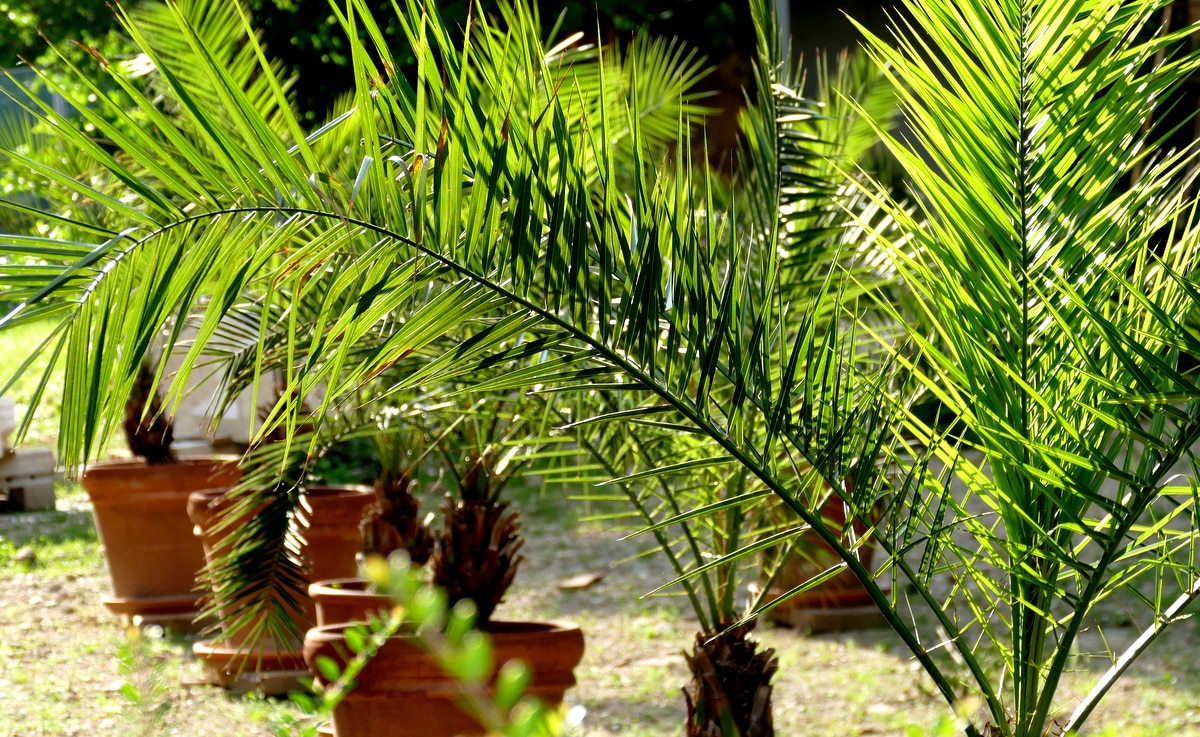 As Melhores Palmeiras Para Vaso: Guia de Cultivo e Cuidados