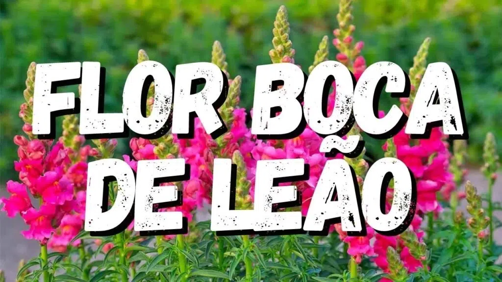 Como Cuidar da Flor Boca de Leão: Dicas Essenciais para um Jardim Colorido