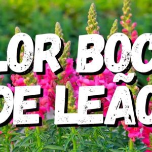 Como Cuidar da Flor Boca de Leão: Dicas Essenciais para um Jardim Colorido