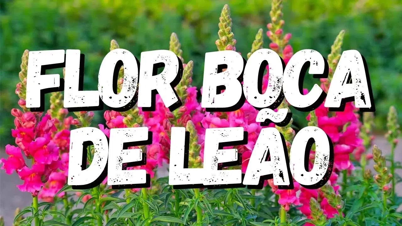 Como Cuidar da Flor Boca de Leão: Dicas Essenciais para um Jardim Colorido
