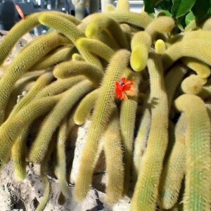 Guia Completo da Planta Rabo de Gato: Dicas Essenciais de Cultivo