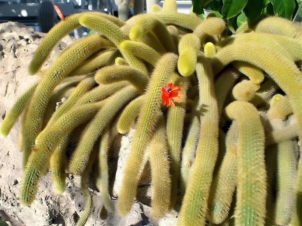 Guia Completo da Planta Rabo de Gato: Dicas Essenciais de Cultivo