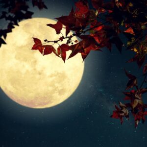 O Que Plantar na Lua Cheia: Guia Completo para Aproveitar a Energia Lunar
