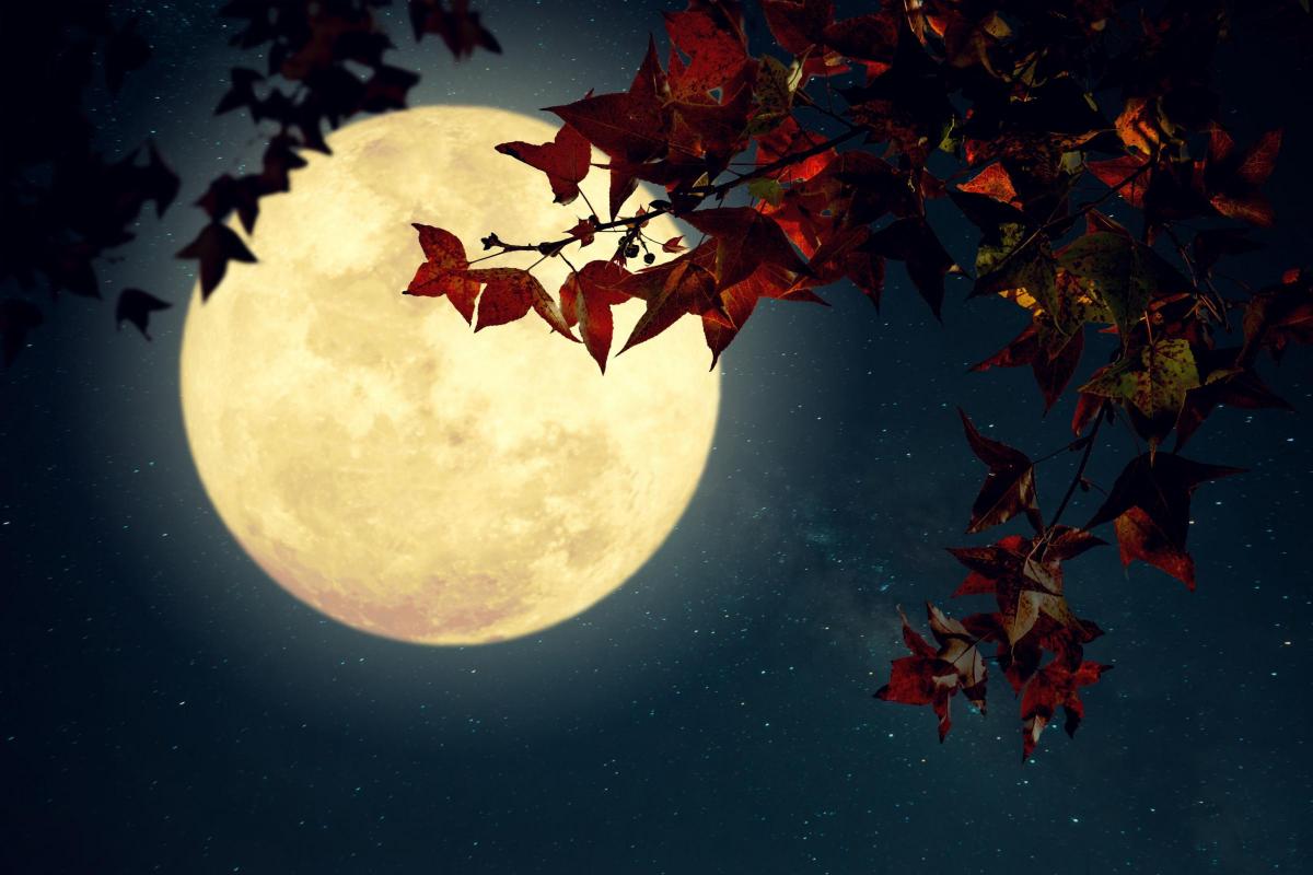 O Que Plantar na Lua Cheia: Guia Completo para Aproveitar a Energia Lunar