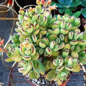 Como Cultivar a Suculenta Patinhas de Urso e Deixar Seu Jardim Mais Fofo