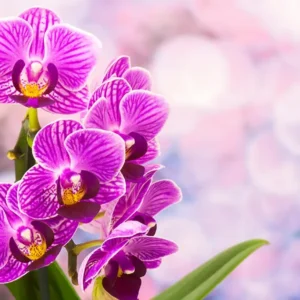 Este Truque Simples Vai Fazer Sua Orquídea Florescer o Ano Todo