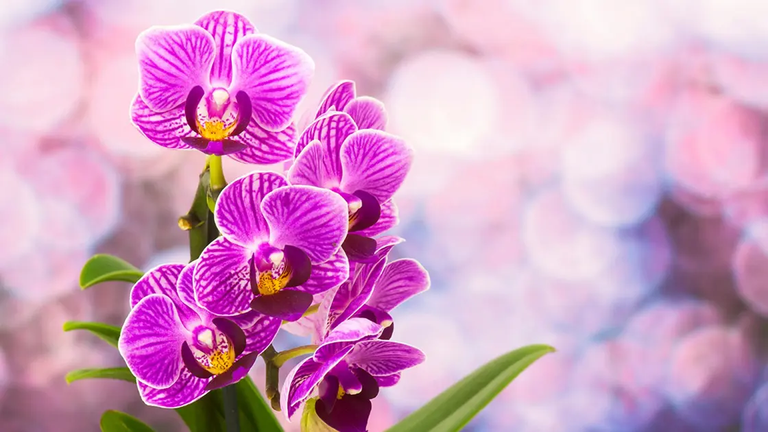Este Truque Simples Vai Fazer Sua Orquídea Florescer o Ano Todo