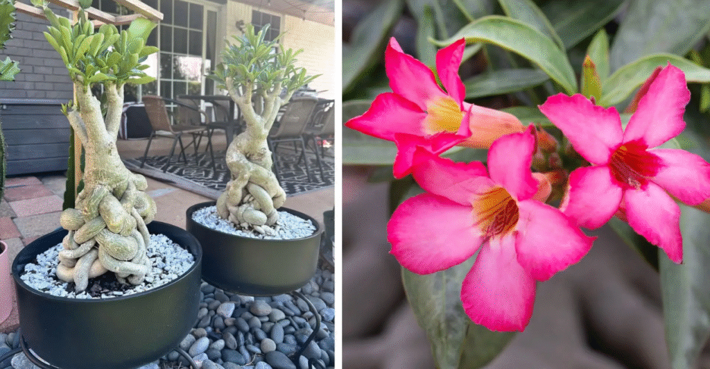 5 adubos caseiros que fazem a Rosa do Deserto explodir em flores