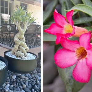 5 adubos caseiros que fazem a Rosa do Deserto explodir em flores