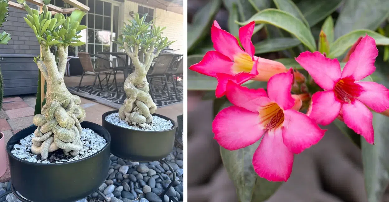 5 adubos caseiros que fazem a Rosa do Deserto explodir em flores