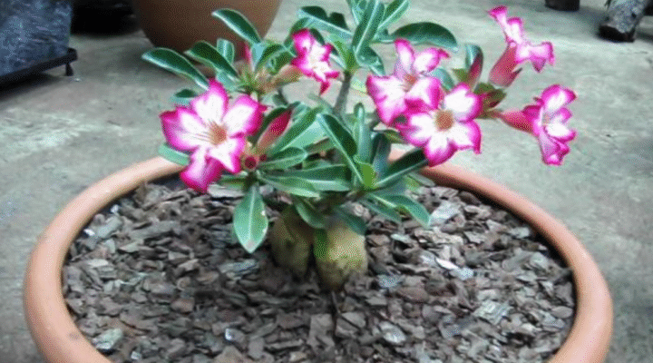 6 sinais de que sua Rosa do Deserto está doente — e como salvar a tempo