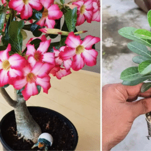 7 erros que estão impedindo sua Rosa do Deserto de florir (o #3 é o mais comum)