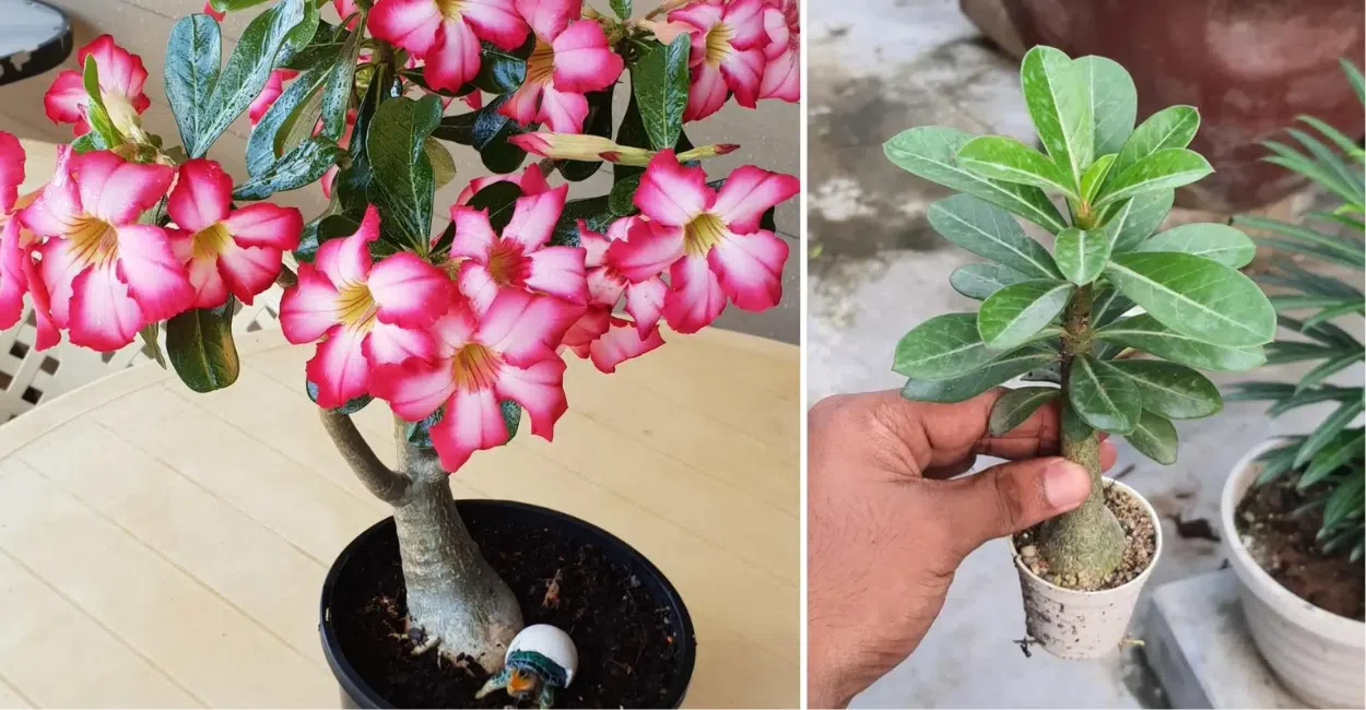 7 erros que estão impedindo sua Rosa do Deserto de florir (o #3 é o mais comum)