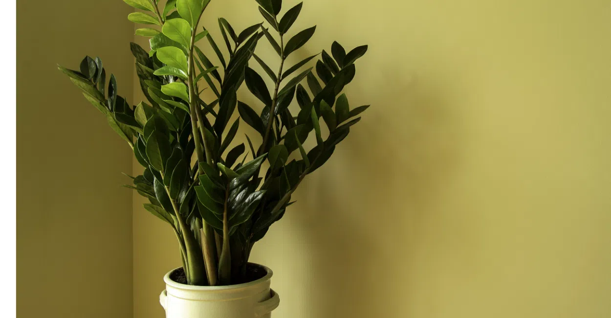 As 5 Plantas Mais Fáceis de Cultivar (Mesmo Que Você Não Tenha Jardim)