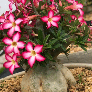 Como Fazer Sua Rosa do Deserto Florescer Rápido e com Mais Força