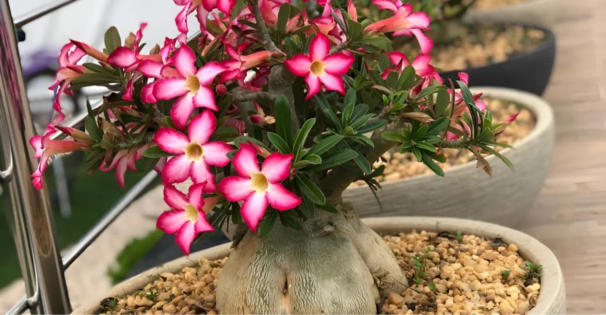 Como Fazer Sua Rosa do Deserto Florescer Rápido e com Mais Força