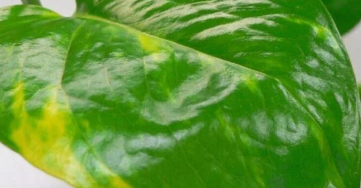 Essa Planta Doméstica Elimina 73% das Toxinas do Ar, Segundo a NASA
