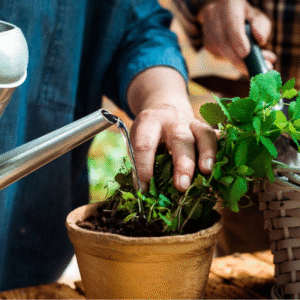Plantas Que Atraem Boas Energias: Veja Quais Ter em Casa