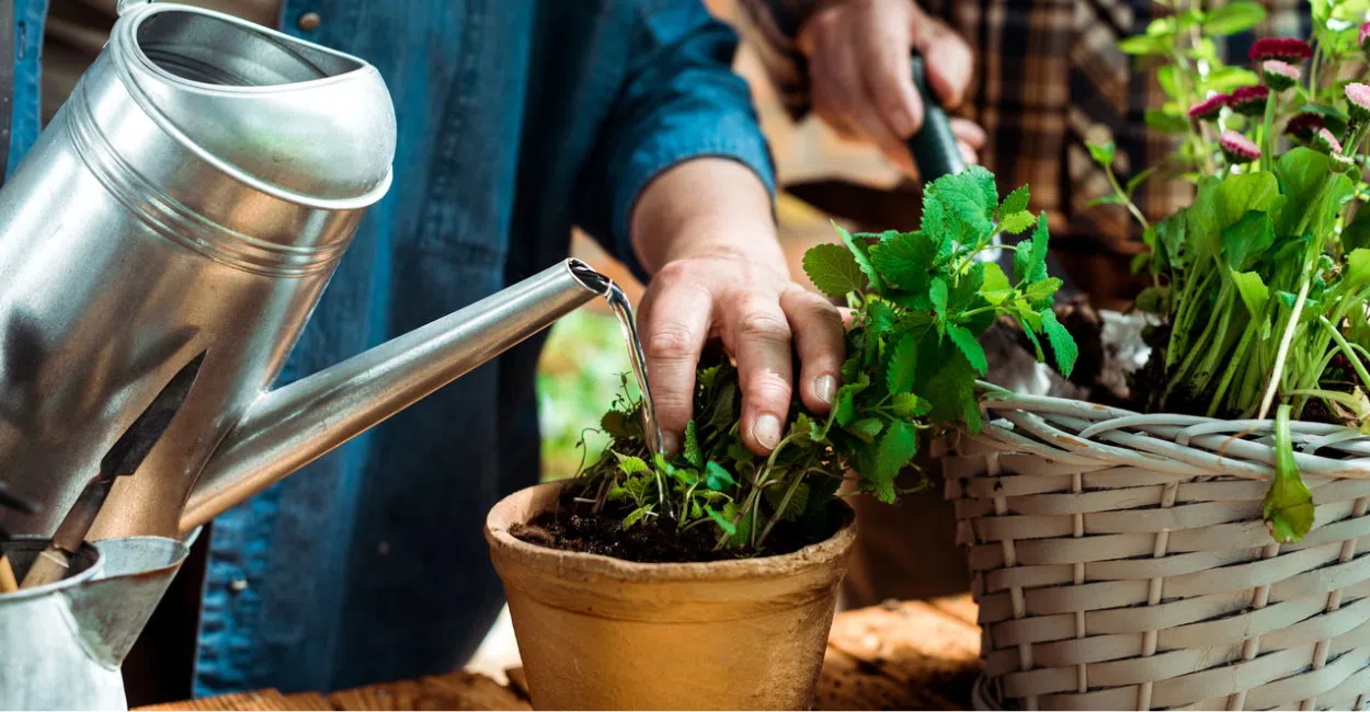 Plantas Que Atraem Boas Energias: Veja Quais Ter em Casa